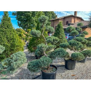 Borievka prostredná (Juniperus media) ´PFITZERIANA GLAUCA´(-30°C) – výška 150-180 cm, kont. C45L – BONSAJ